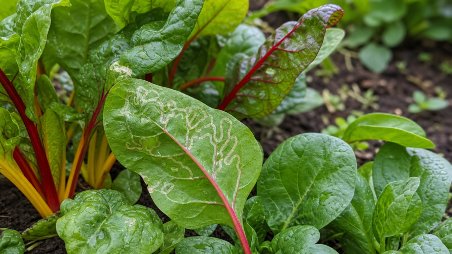 The silver tunnels inside leaves