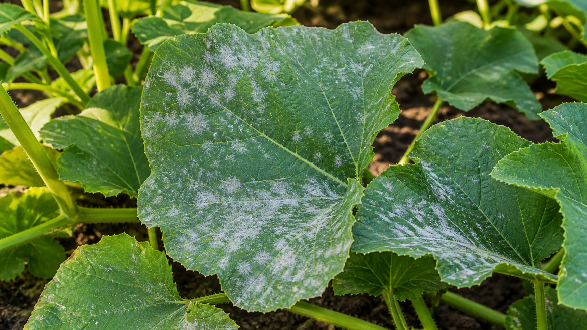 The white dust on summer leaves