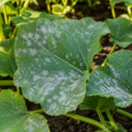The white dust on summer leaves