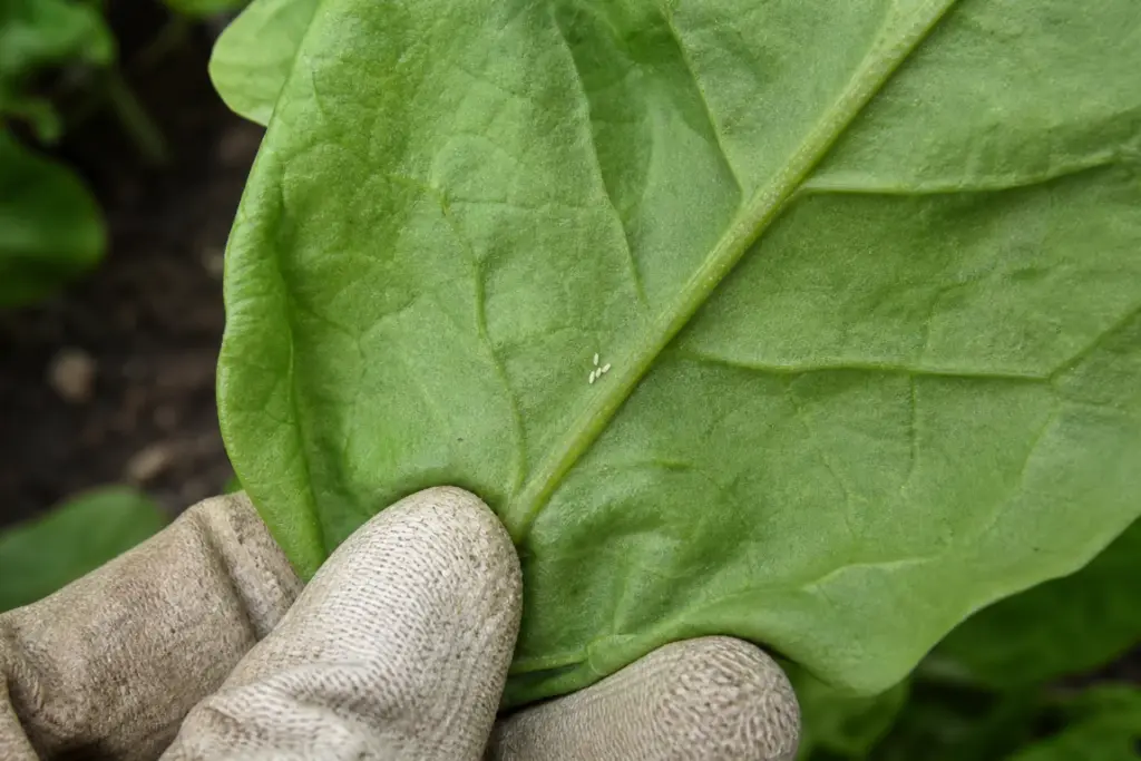 Cluster of tiny white spinach leafminer eggs on the underside of a spinach leaf