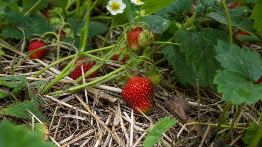 Why strawberries wear their seeds on the outside