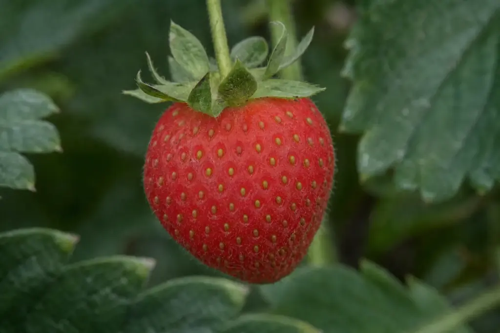 Macro view of tan achenes set into the red surface of one ripe strawberry.