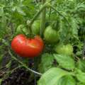 Why tomatoes split after rain