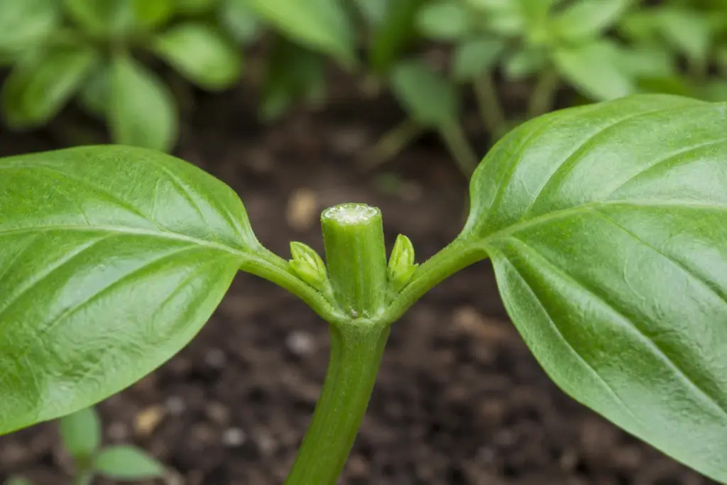 Fresh pruning cut above a basil node with paired leaves and two small side buds.