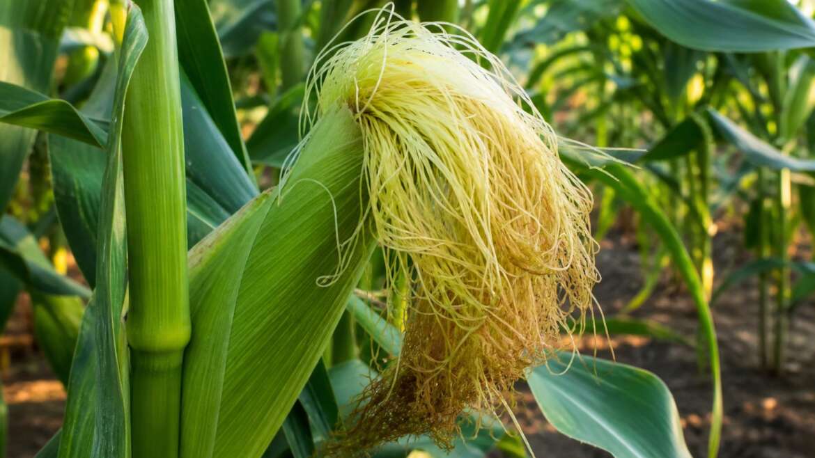 Every corn silk is waiting for one kernel