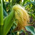 Every corn silk is waiting for one kernel