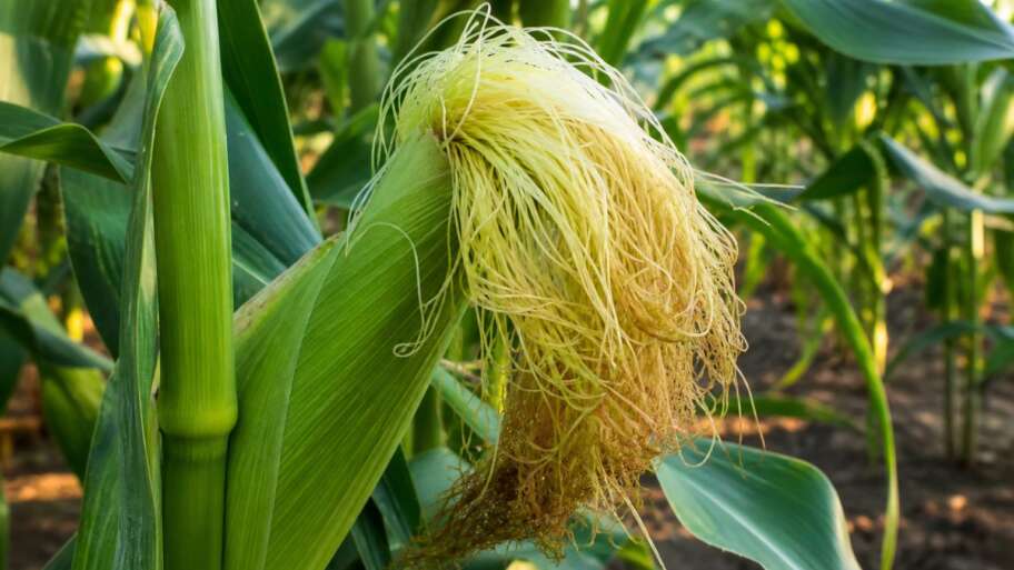 Every corn silk is waiting for one kernel