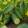 Why cucumbers turn bitter in August