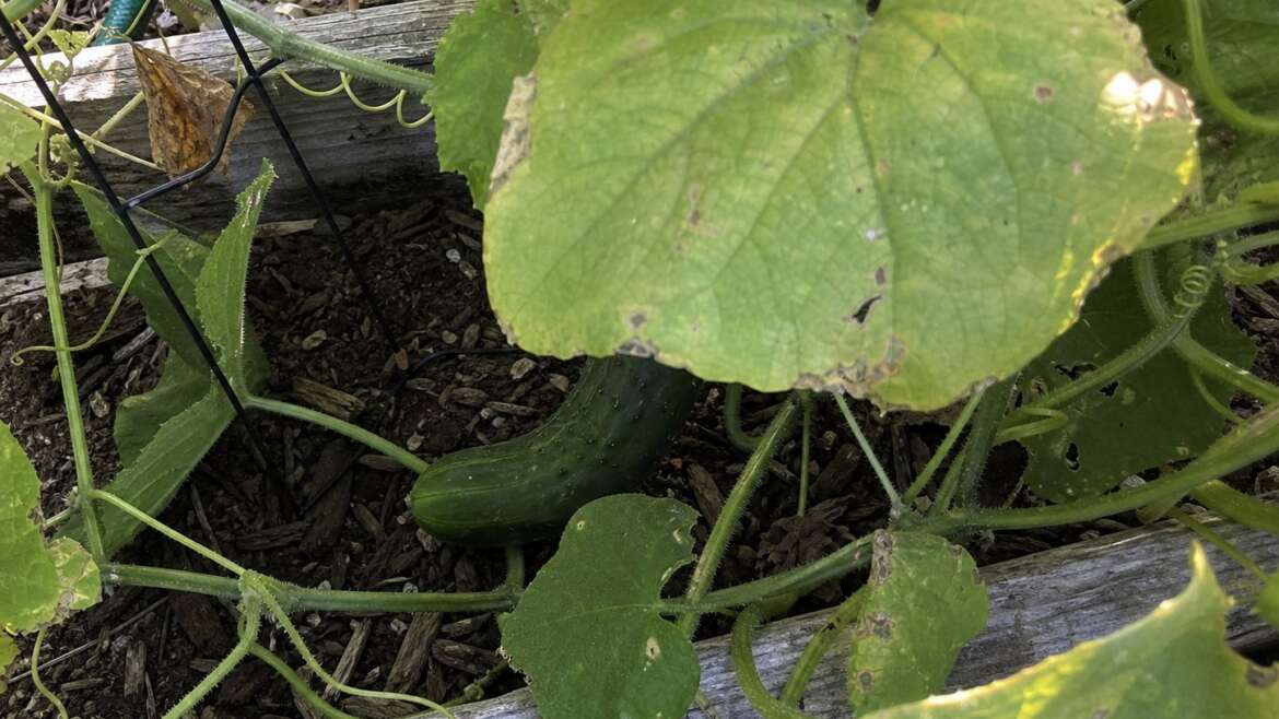 Why cucumbers turn bitter in August