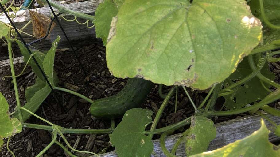 Why cucumbers turn bitter in August