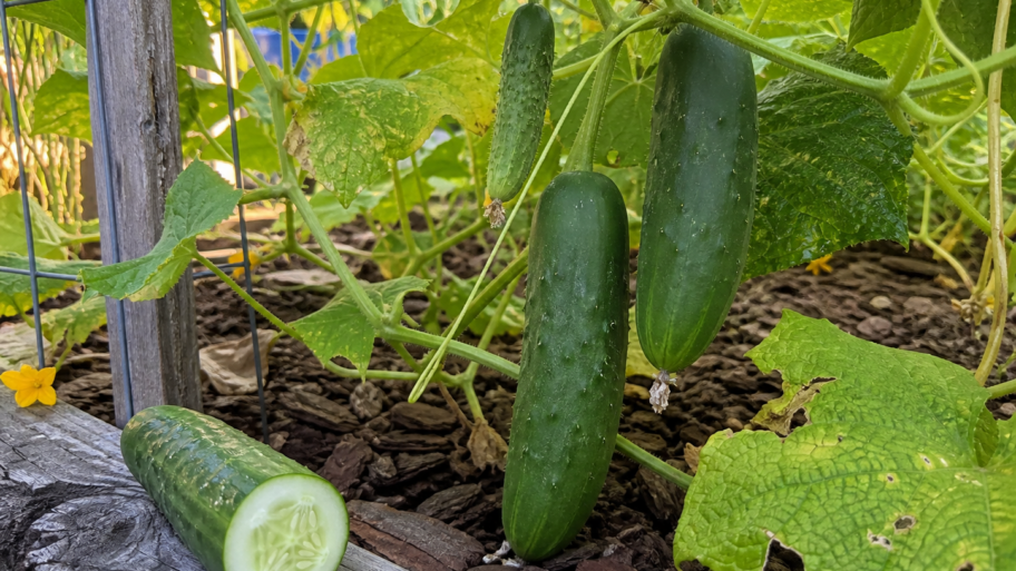 Why cucumbers turn bitter in August