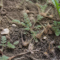 The seeds that drill themselves into the soil