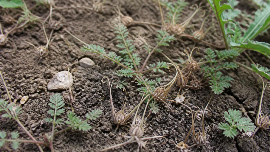 The seeds that drill themselves into the soil