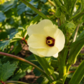 Why okra blooms like a hibiscus