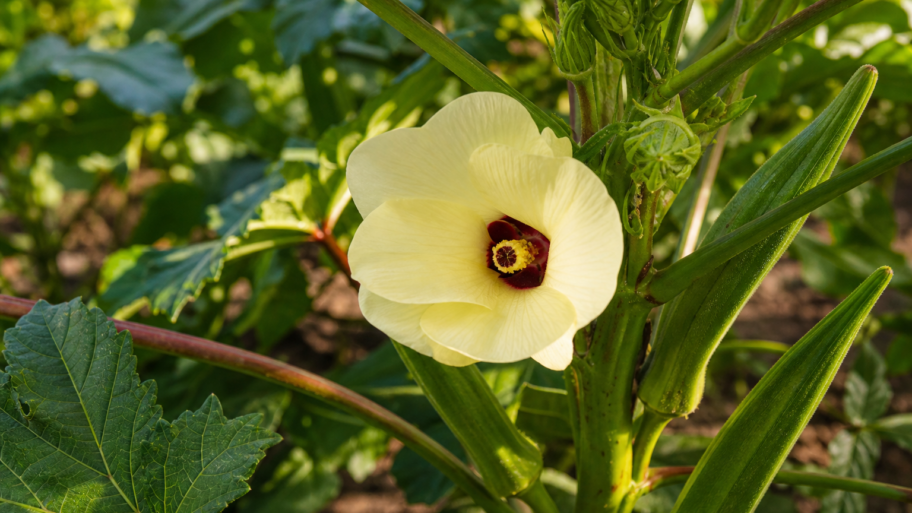 Why okra blooms like a hibiscus