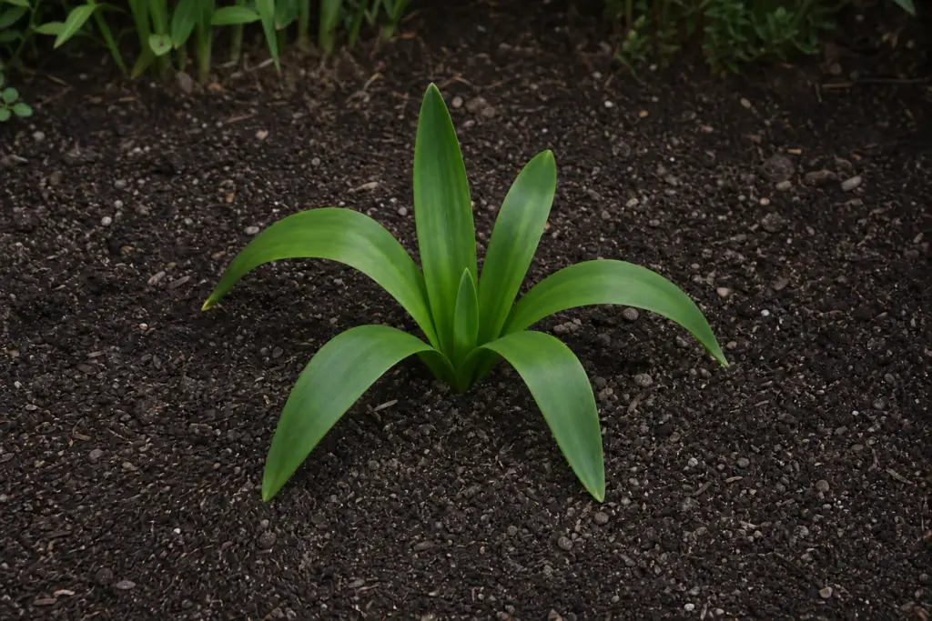 Broad green autumn-crocus leaves growing without flowers in a spring garden bed.