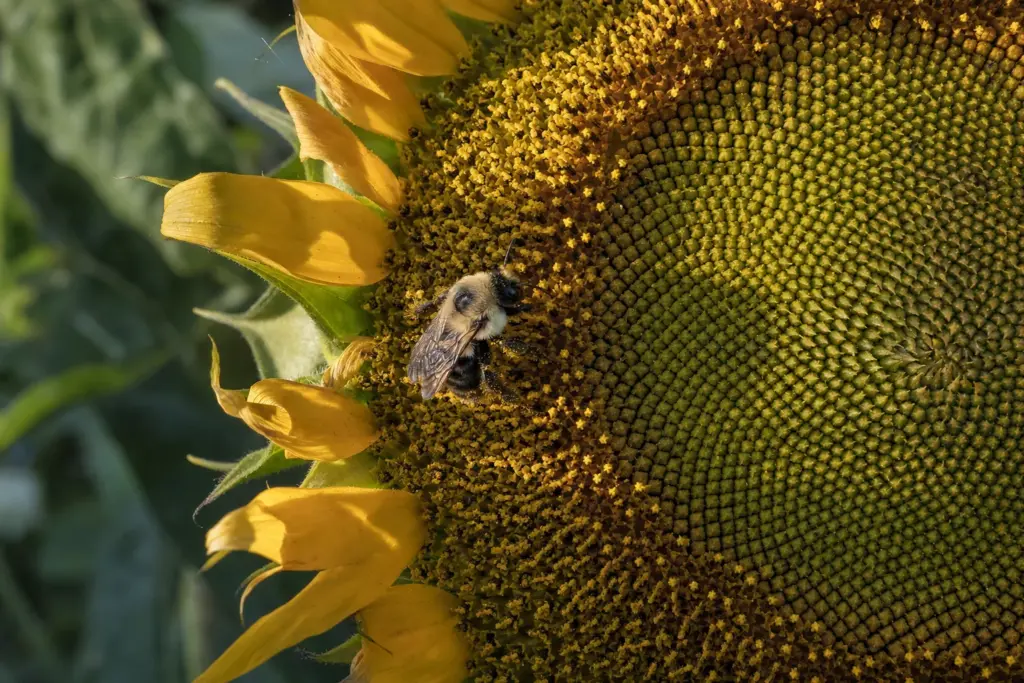 Bumblebee foraging across a pollen-bearing band of sunflower disk florets in low morning light.