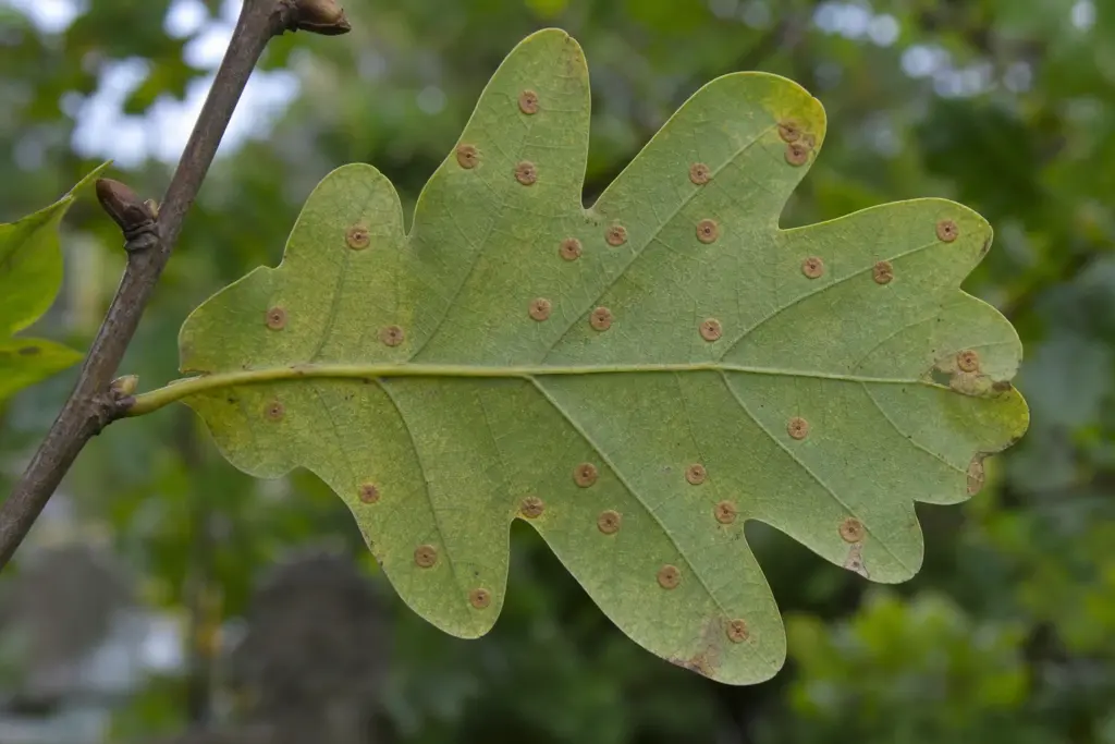 Underside of an oak leaf with small flat tan and russet button galls near the veins.