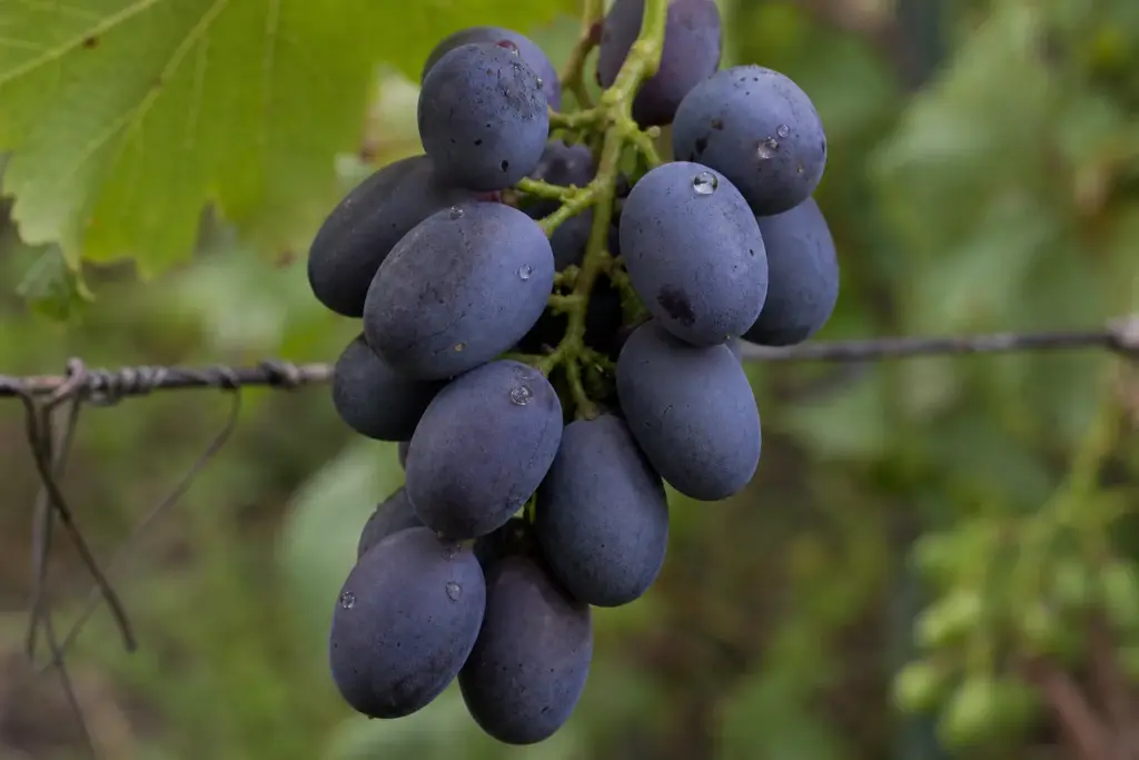 Raindrops beading on the pale wax bloom of dark grapes hanging on the vine.