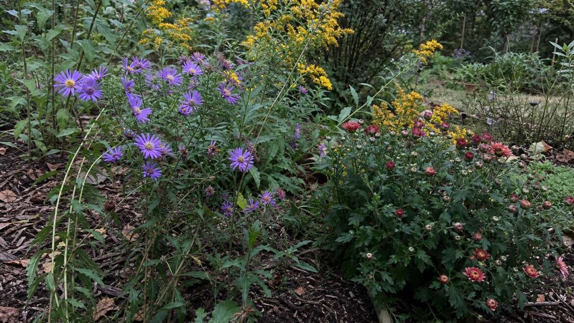 The flowers that wait for longer nights