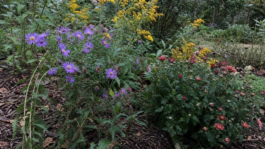 The flowers that wait for longer nights