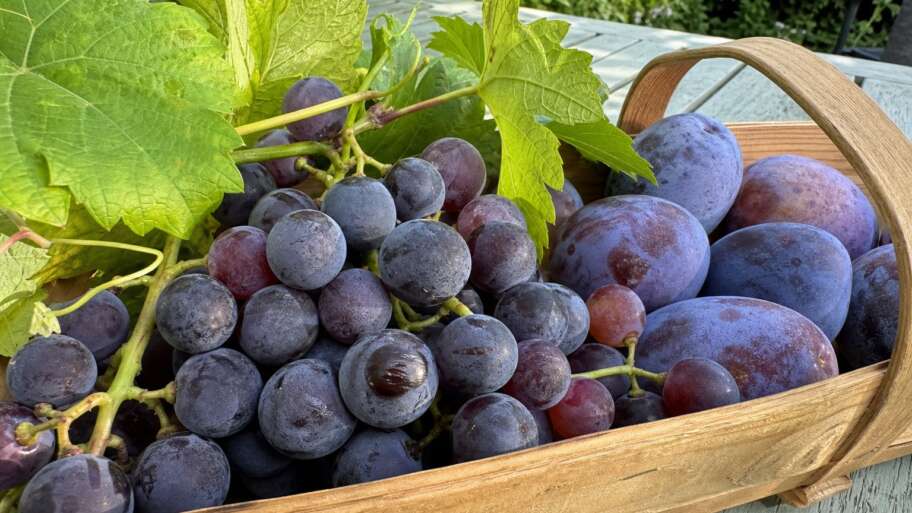 The powdery bloom on grapes is not mildew