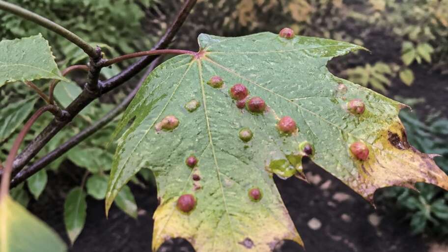 The strange bumps on autumn leaves