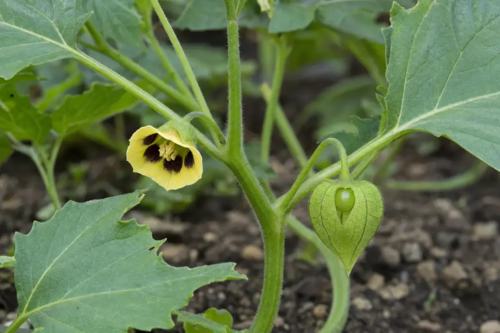 A yellow tomatillo flower beside a newly enlarging green calyx on the same garden plant.