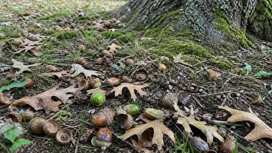 When oak trees flood the ground with acorns
