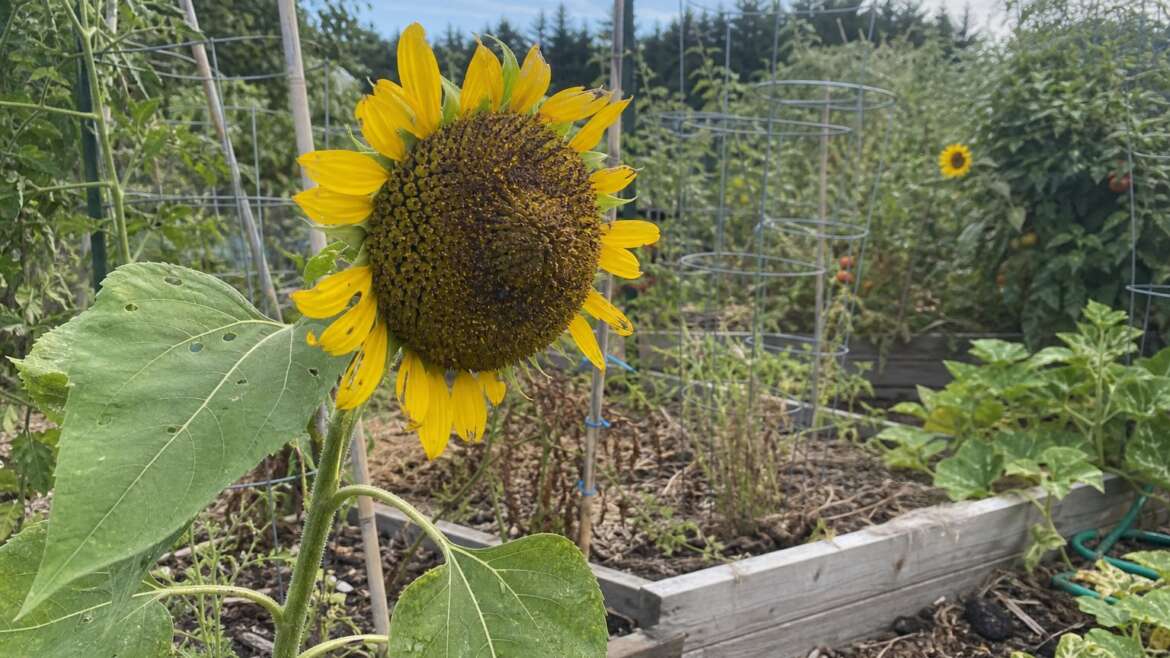 When sunflowers stop following the sun