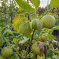 Why tomatillos grow paper lanterns