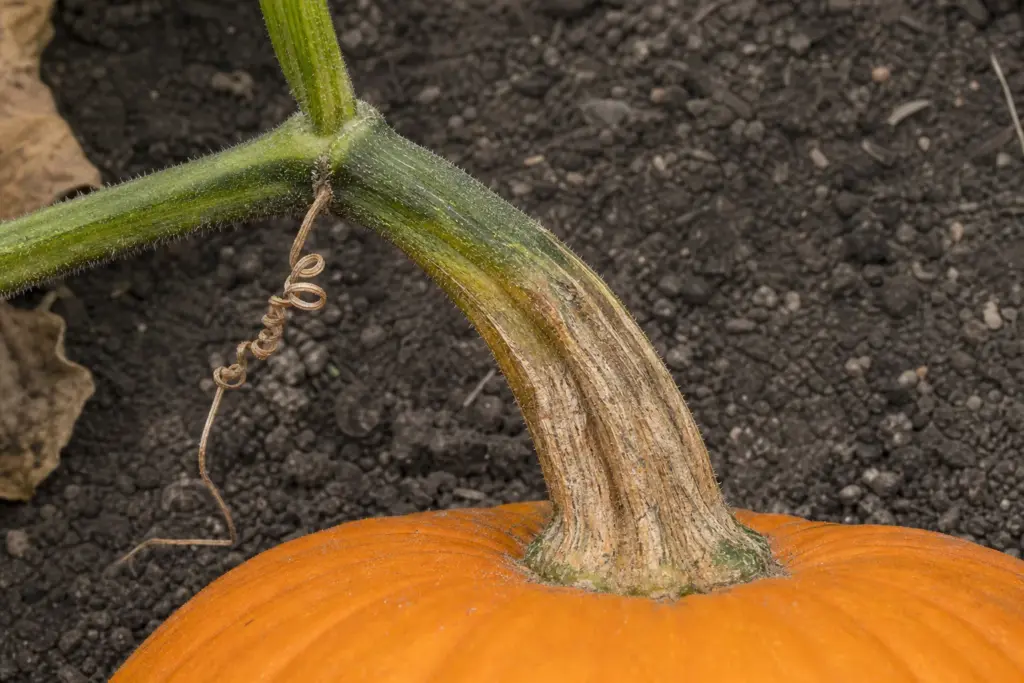 Partly corked pumpkin stem changing from green to tan while still attached to the vine