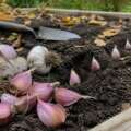 Why garlic is planted before winter