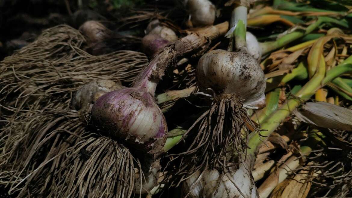 Why garlic is planted before winter