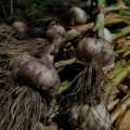 Why garlic is planted before winter
