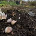 Why garlic is planted before winter