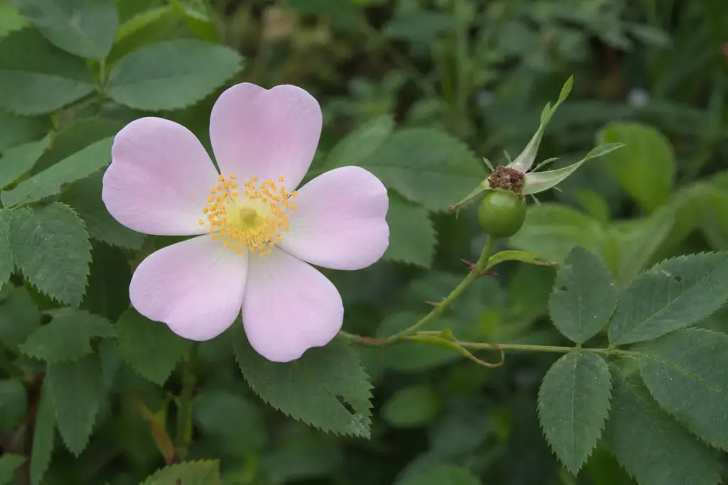 Single pink rose flower beside a small green developing hip on the same leafy stem.