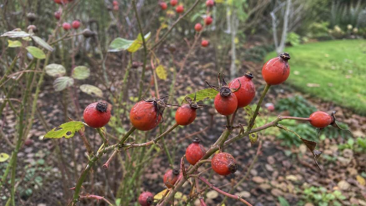 The fruit roses make after the flowers fade