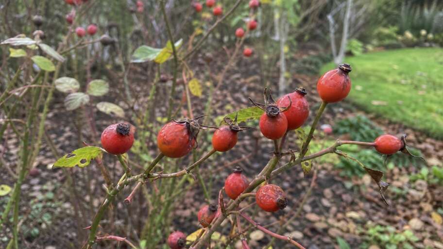 The fruit roses make after the flowers fade
