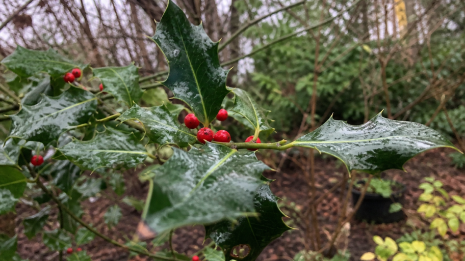 Why holly leaves are not always prickly