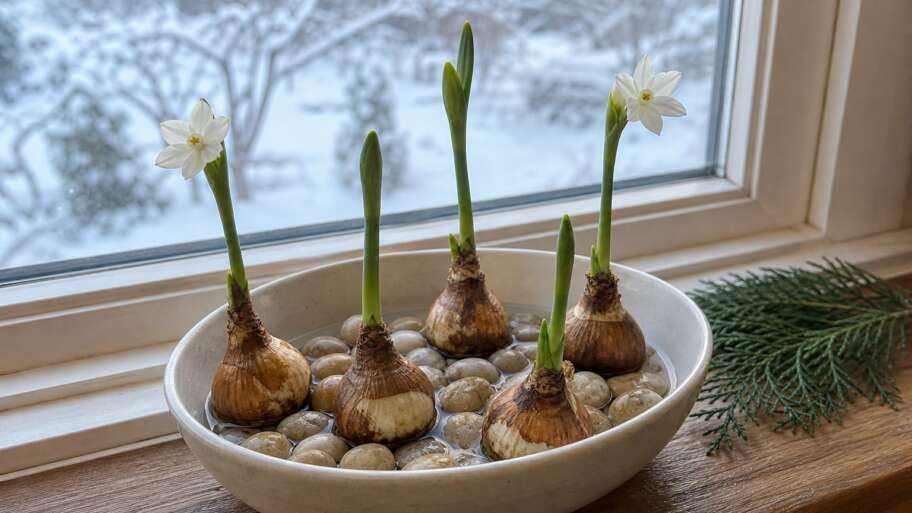 The Christmas bulbs that bloom in a bowl of stones