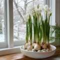 The Christmas bulbs that bloom in a bowl of stones