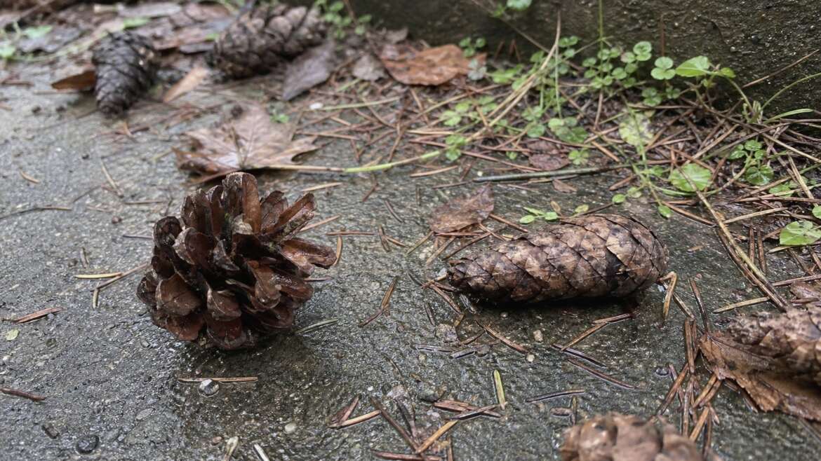 Why pine cones open and close with the weather