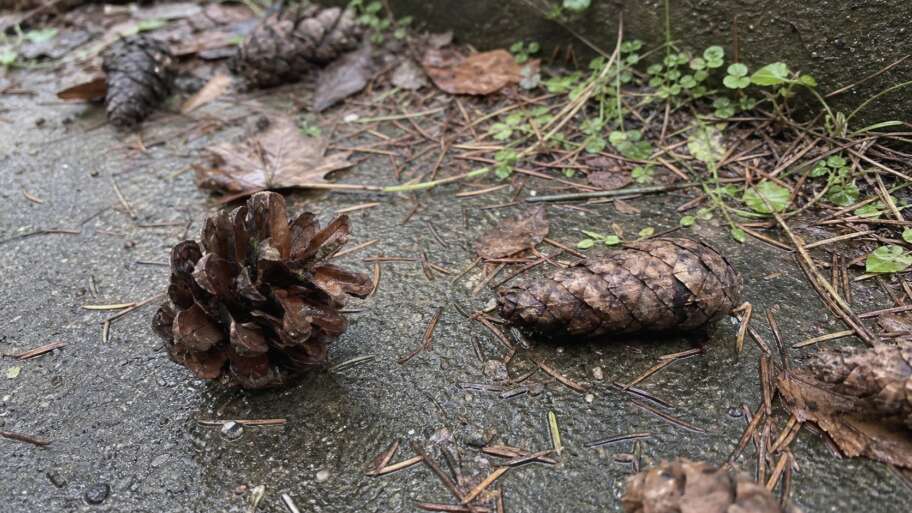 Why pine cones open and close with the weather