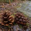 Why pine cones open and close with the weather
