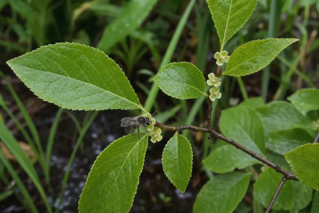 Small native bee visiting pale winterberry flowers among fresh green leaves in late spring.