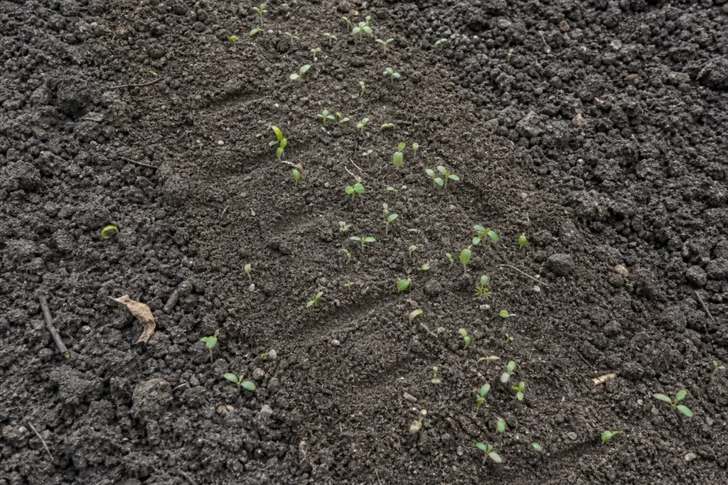 Close view of tiny weed seedlings emerging along a freshly disturbed strip of garden soil.