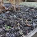 The garden’s hidden new year is a seed bank
