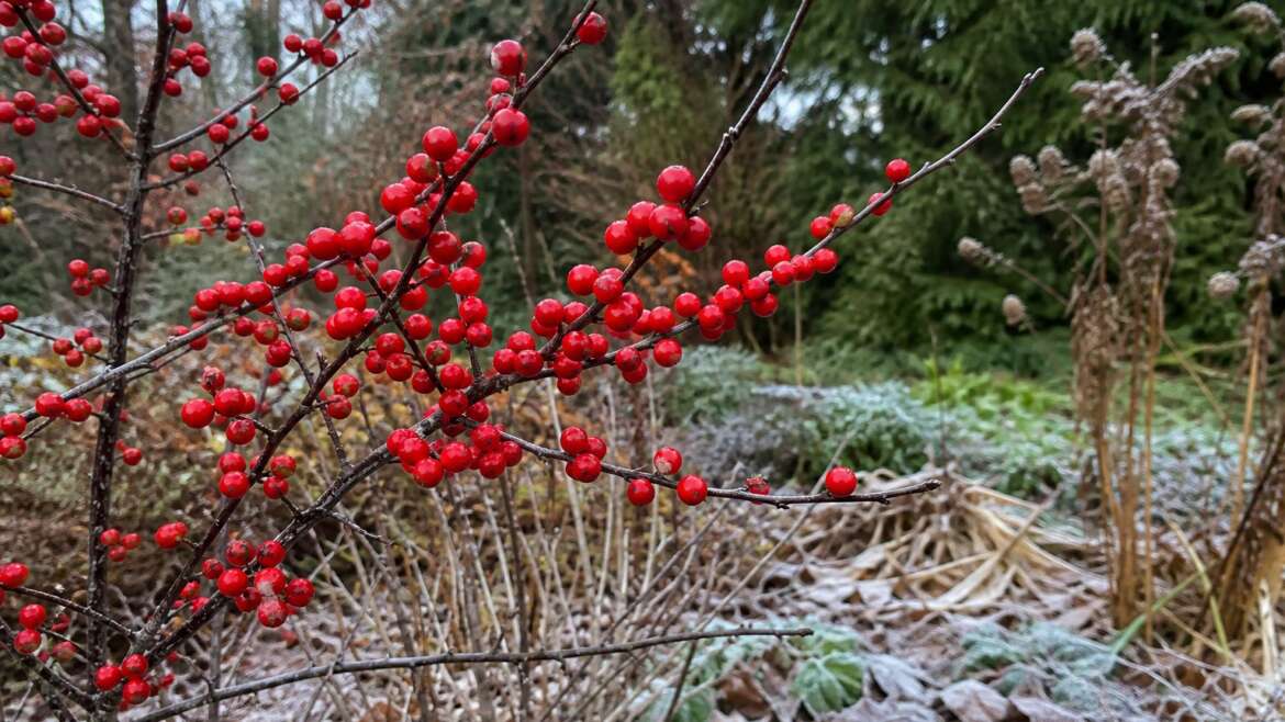 Why winterberry looks brighter after the leaves fall