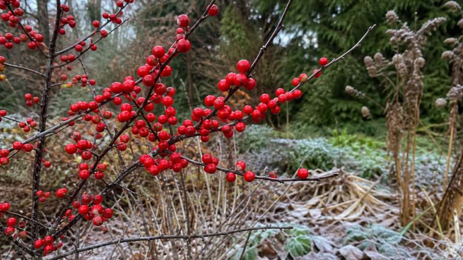 Why winterberry looks brighter after the leaves fall
